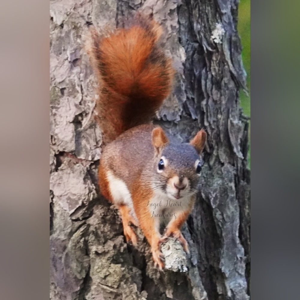 8x10 Original Nature Photography Of Red Squirrel On Tree Branch Photo Pri…